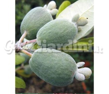 Guayabo del Brasile - Feijoa Sellowiana (Frutto) Catalogo ~ ' ' ~ project.pro_name