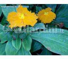 Costus Igneus Catalogo ~ ' ' ~ project.pro_name