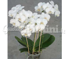 Orchidea Phalaenopsis Silibama Catalogo ~ ' ' ~ project.pro_name