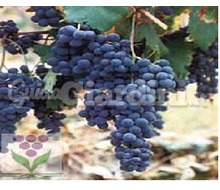Varietà di vitigno - Freisa Cvt 20 Catalogo ~ ' ' ~ project.pro_name