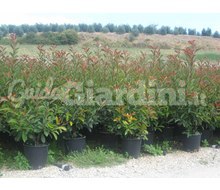 Piante Da Siepe: Photinia Red Robin Catalogo ~ ' ' ~ project.pro_name