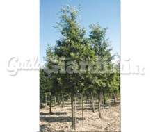 Pianta - Quercus Cerris Catalogo ~ ' ' ~ project.pro_name