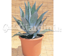 Agave2 Catalogo ~ ' ' ~ project.pro_name