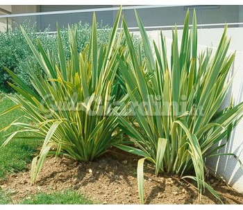 Piante Phormium Tenax V