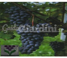 Varietà di vitigno - Barbera Cvt 83 Catalogo ~ ' ' ~ project.pro_name