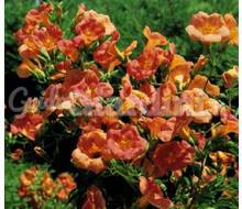 Campsis Grandiflora Catalogo ~ ' ' ~ project.pro_name