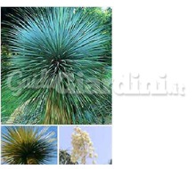 Pianta - Yucca Rostrata Catalogo ~ ' ' ~ project.pro_name