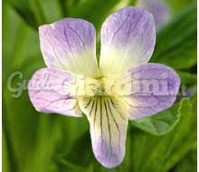 Viola Palustris Catalogo ~ ' ' ~ project.pro_name