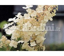 Pianta - Hydrangea Paniculata 'Floribunda' Catalogo ~ ' ' ~ project.pro_name