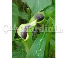 Calla Viola Catalogo ~ ' ' ~ project.pro_name