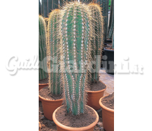 Trichocereus Catalogo ~ ' ' ~ project.pro_name