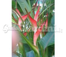  	Heliconia Catalogo ~ ' ' ~ project.pro_name