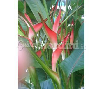  	Heliconia