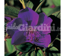 Tibouchina2 Catalogo ~ ' ' ~ project.pro_name