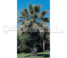 Washingtonia2 Catalogo ~ ' ' ~ project.pro_name