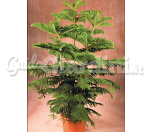 Araucaria2 Catalogo ~ ' ' ~ project.pro_name