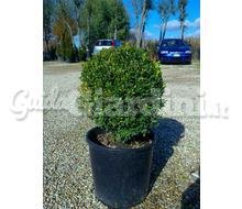 Buxus (Bossi) Catalogo ~ ' ' ~ project.pro_name