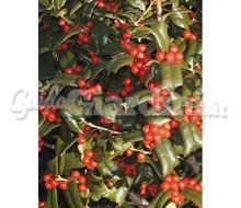 Pianta - Ilex Cornuta Catalogo ~ ' ' ~ project.pro_name