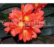 Pianta - Clivia Miniata  Catalogo ~ ' ' ~ project.pro_name