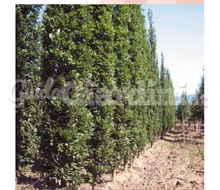 Pianta - Quercus Robur ‘Fastigiata Koster’ Catalogo ~ ' ' ~ project.pro_name