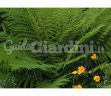 Pianta - Athyrium Filix Femina Catalogo ~ ' ' ~ project.pro_name