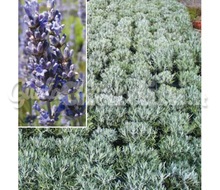 Pianta - Lavandula Angustifolia Catalogo ~ ' ' ~ project.pro_name