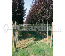 Assortimento Di Alberi  Catalogo ~ ' ' ~ project.pro_name