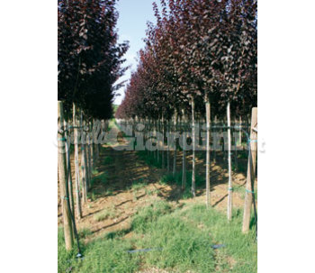 Assortimento Di Alberi 