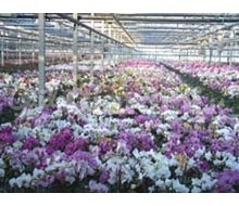 Serra Orchidee Phalaenopsis Catalogo ~ ' ' ~ project.pro_name