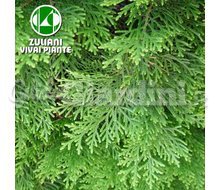 Piante - Thuja Occidentalis Catalogo ~ ' ' ~ project.pro_name