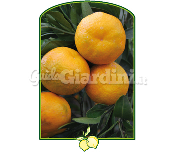  Pianta Decorativa Di Mandarino - Con Frutti