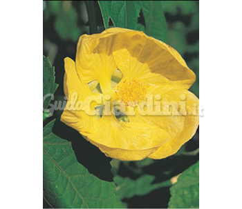 Abutilon