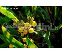 Acacia Retinodes Mimosa  Catalogo ~ ' ' ~ project.pro_name