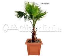 Washingtonia Robusta E Filifera Catalogo ~ ' ' ~ project.pro_name