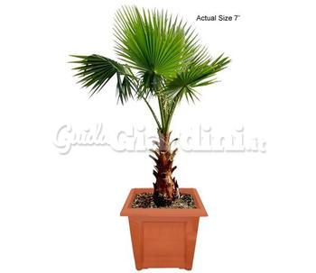 Washingtonia Robusta E Filifera