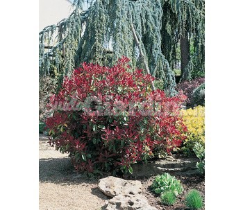 Piante Photinia X Fraseri