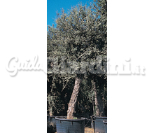 Quercus2 Catalogo ~ ' ' ~ project.pro_name