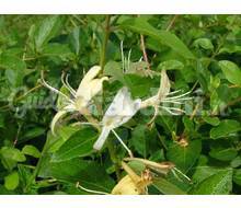 Lonicera Caprifolium 'Biflora' Catalogo ~ ' ' ~ project.pro_name