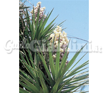 Yucca2 Catalogo ~ ' ' ~ project.pro_name