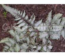 Pianta - Athyrium Niponicum 'Silver Falls' Catalogo ~ ' ' ~ project.pro_name