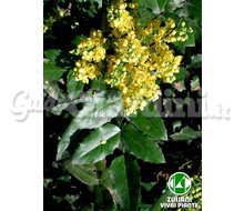 Piante - M. Aquifolium Catalogo ~ ' ' ~ project.pro_name