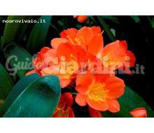 Clivia Miniata Catalogo ~ ' ' ~ project.pro_name