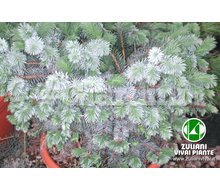 Piante - Picea Sitchensis 'Silberzwerg' Catalogo ~ ' ' ~ project.pro_name