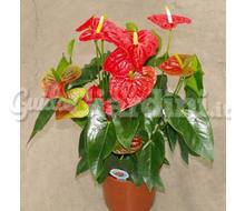 Pianta In Vaso - Anthurium Andreanum Dakota Catalogo ~ ' ' ~ project.pro_name