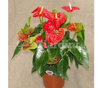 Pianta In Vaso - Anthurium Andreanum Dakota