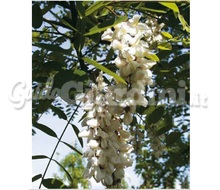 Pianta - Robinia Pseudoacacia ‘Semperflorens’ Catalogo ~ ' ' ~ project.pro_name