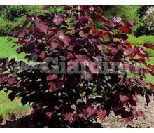 Cercis Canadensis 'Forest Pansy' Catalogo ~ ' ' ~ project.pro_name