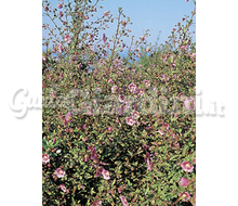 Anisodontea Catalogo ~ ' ' ~ project.pro_name