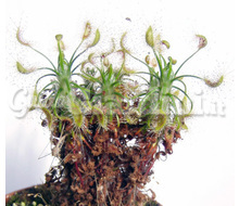 Drosera Scorpioides Catalogo ~ ' ' ~ project.pro_name