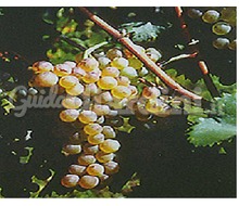 Varietà Di Vitigno - Vermentino Cvt 84 Catalogo ~ ' ' ~ project.pro_name